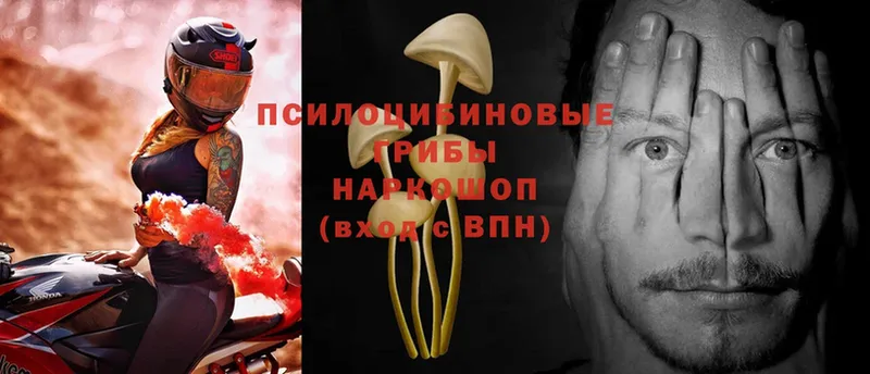 продажа наркотиков  blacksprut сайт  Псилоцибиновые грибы Psilocybe  Вельск 